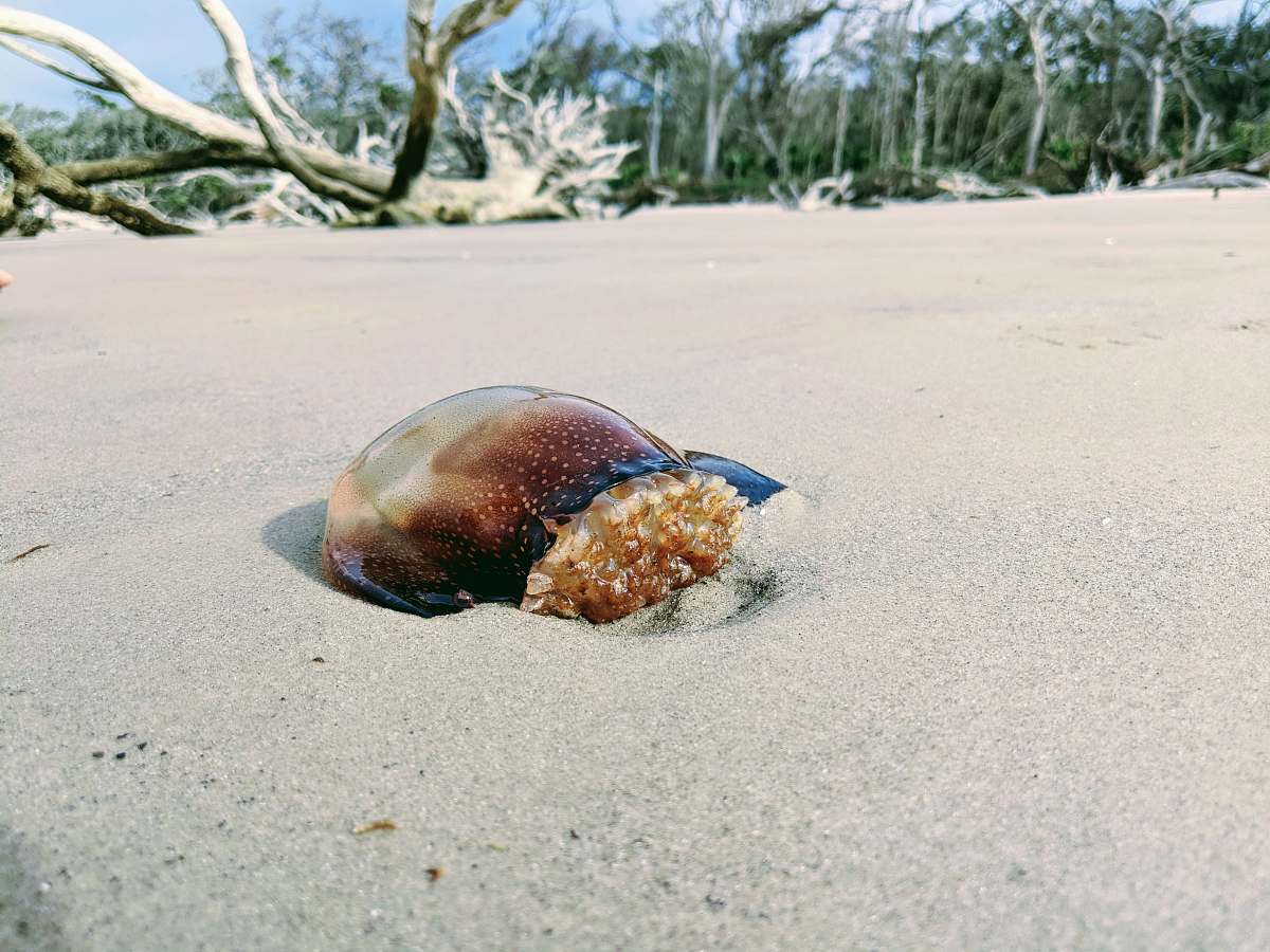 sea life brown animal on sand near driftwood little talbot island